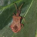 IMG_0008 Dock Bug.JPG